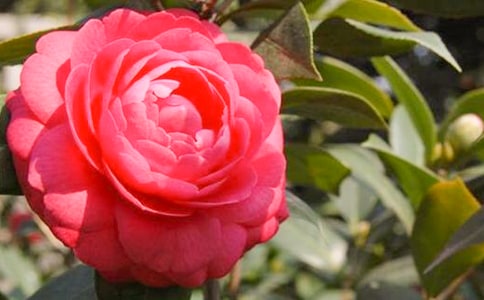 美麗的山茶花作文匯總(15篇)