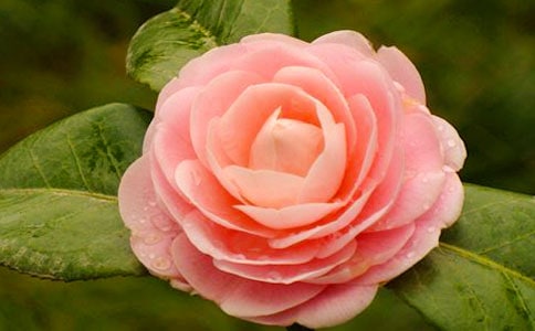 �軨������ԭ��