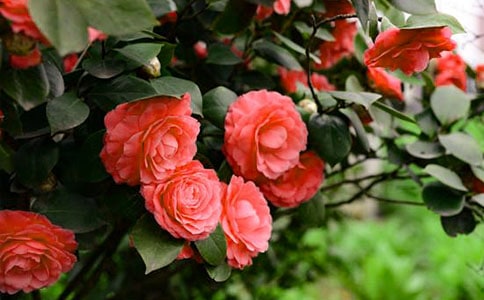 ɽ�軨���ģ�����15ƪ��