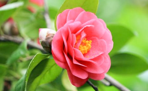 �軨�~���L�ڰߵ�̎���k��