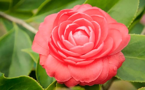 ������ɽ�軨���ģ���(j��ng)��15ƪ��