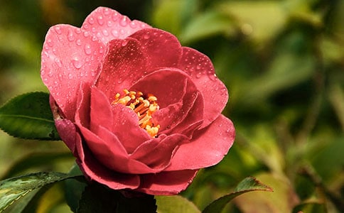 �茑ɽ�軨���Z��