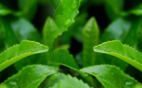 摘茶葉作文【精選7篇】