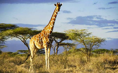 �L�i¹���D��Ԓ