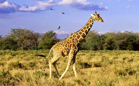 �L(zh��ng)�i¹