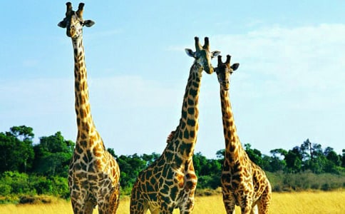 小兔小雞長頸鹿過河看圖寫話