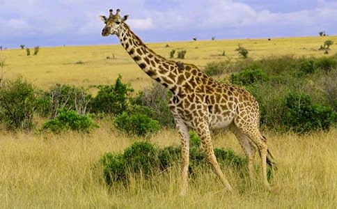 �L(zh��ng)�i¹�ć���ͯԒ����350�֣����x12ƪ��