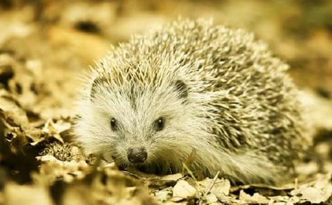 �ɐ۵�С�������15ƪ����(j��ng)�䡿