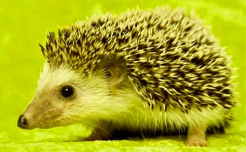 С�������(�R��15ƪ)