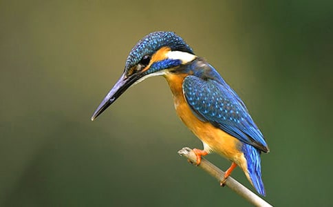 С�W(xu��)�Z(y��)�ġ����B(ni��o)���f(shu��)�n��