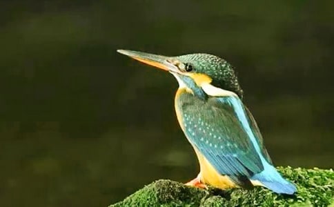 人教版三年級下冊二單元作文:小翠鳥的一次“奇妙旅程”