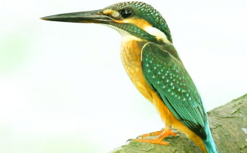 �����B(ni��o)���̌W(xu��)��(sh��)�