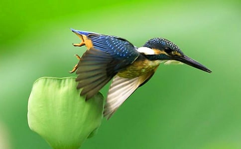 《翠鳥》教學(xué)實(shí)錄