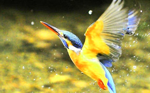 ���B(ni��o)�̌W(xu��)��(sh��)�����