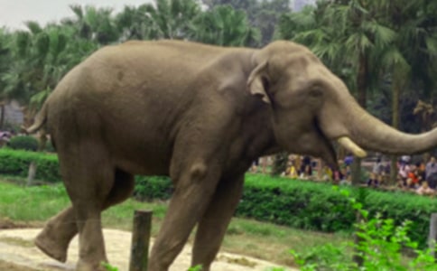 大象幫小白兔過河看圖寫話