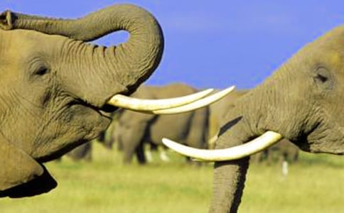 ��Ȥ�Ĵ��󿴈D��(xi��)Ԓ(hu��)