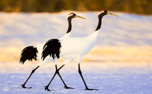 丹頂鶴優(yōu)秀作文