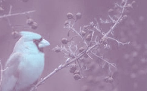 關(guān)于動(dòng)植物的作文