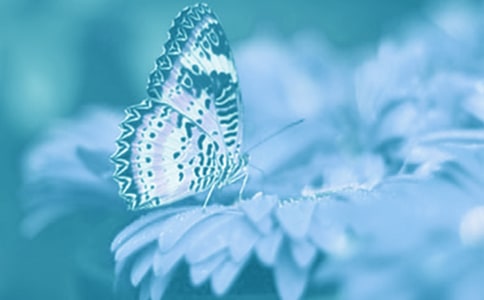 �茑��(d��ng)ֲ���Ԋ(sh��)��250��