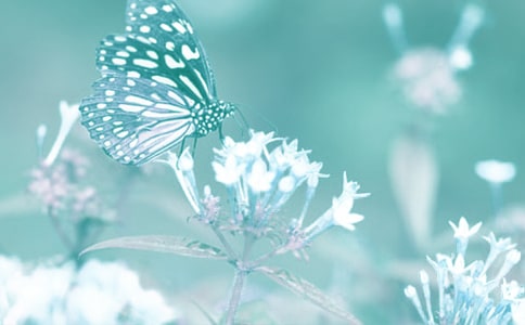 ��(d��ng)ֲ��Ъ���Z