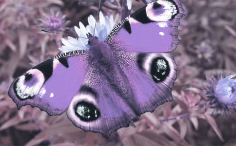 ��(d��ng)ֲ��o��Ć�ʾ���ģ�ͨ��43ƪ��