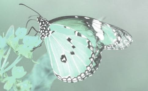 世界野生動植物日宣傳方案(精選10篇)