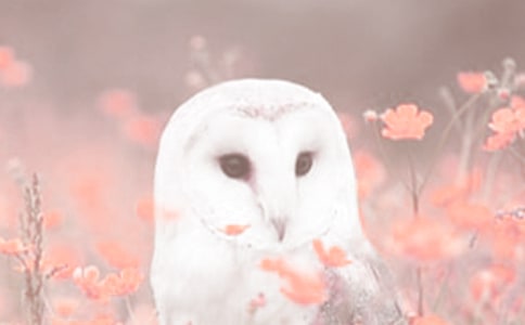 �L����ֲ�﹫�@ -�Y��