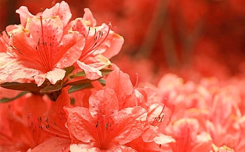 �茑���N����Ԋ��5ƪ