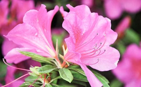 �茑(xi��)���N����Ԋ(sh��)��