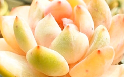 �B��(qi��ng)�Ķ������ġ�����