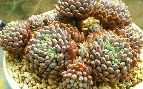 ����Ʒ���ɐ۵Ķ�������15ƪ