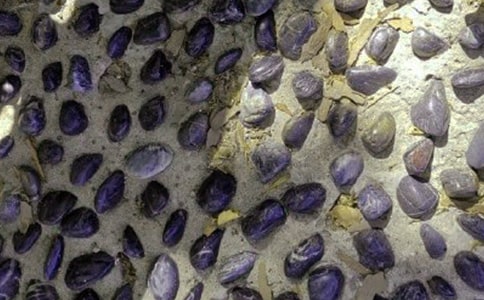 我是一顆鵝卵石作文