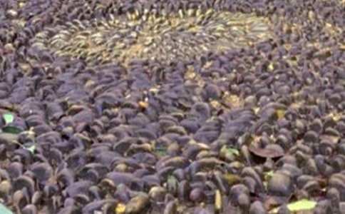 ����һ�w�Z��ʯ���Č�(sh��)�á�15ƪ��