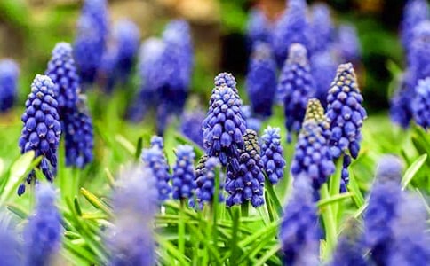 (薦)風(fēng)信子作文15篇