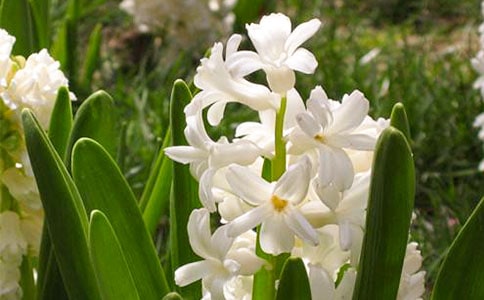 ˮɫ�L(f��ng)���ӵĺ��x��ʲô