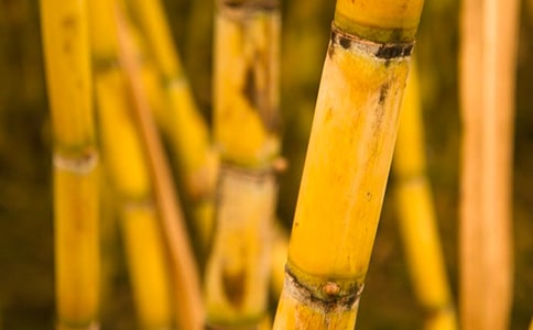 �P(gu��n)�ڰ�ҹ�Ը���Ъ���Z