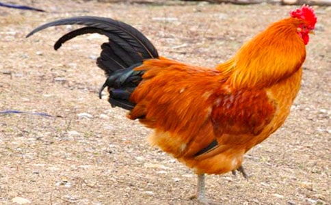 小兔和小公雞過(guò)河作文