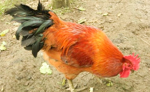 �ҼҵĹ��u����