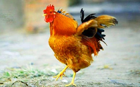 �P(gu��n)�ڹ��u�µ�Ъ���Z