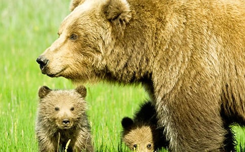 ����������Ӣ������