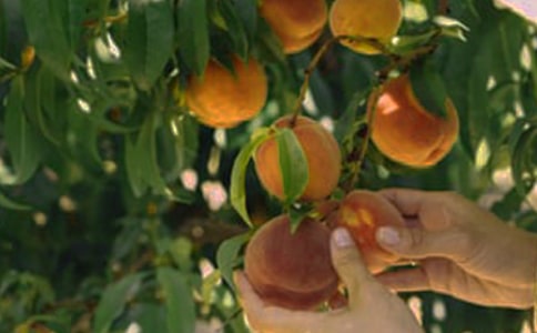 果園的秋色作文9篇【熱門(mén)】