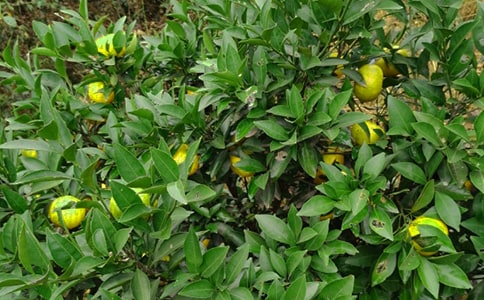 ���@������Ĺ���