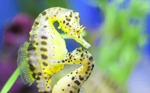 �ĺ��R�g(sh��)�r(n��ng)����ӛ����