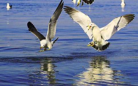 ���t�̼{ɭ�x���