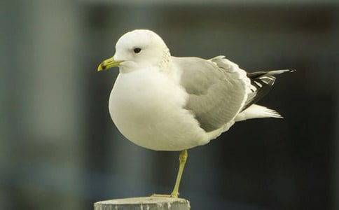 海鷗喬納森讀后感(8篇)