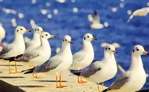 �x�����t�̼{ɭ���и�10ƪ