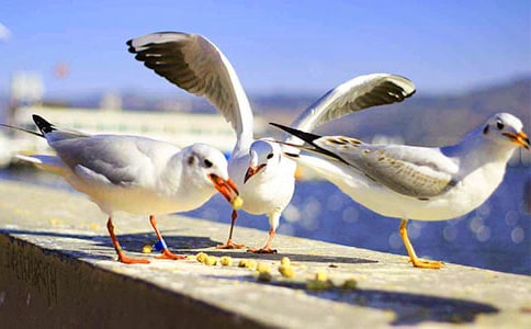 �x�����t�̼{ɭ���и�