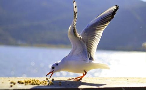 ���t�̼{ɭ�x���