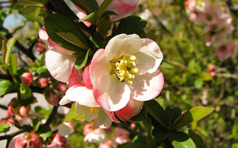 ���P(gu��n)���Ļ��Ĺ�Ԋ��