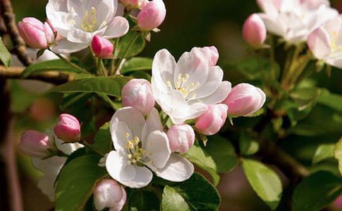 �茑���Ļ���Ԋ(sh��)��